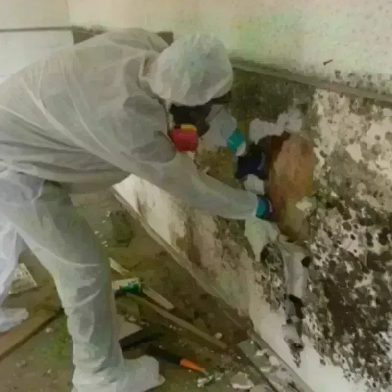 Mold Remediation and Removal in Sulphur Springs, TX